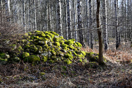 pile of stones covered in moss infront of birchesの写真素材