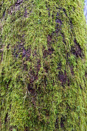green moss growing on tree trunk in forestの写真素材