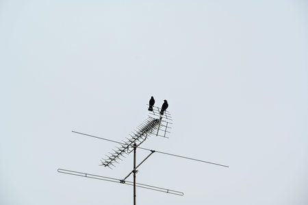 jackdaw sitting on antenna a grey day