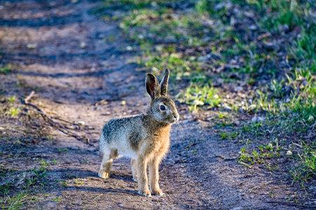 cute young hare on forest road early morning