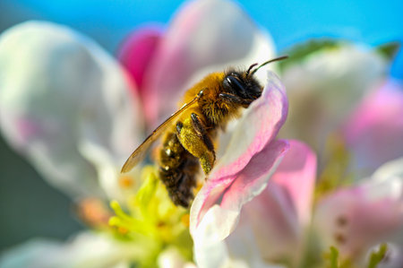 bumblebee collecting pollen from flower in apple tree