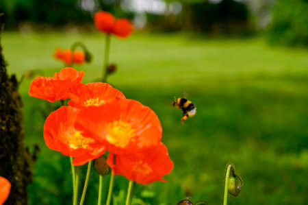 orange siberian poppy flowers in Swedish gardenの写真素材