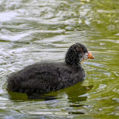 adult and young coot in lake parkの写真素材