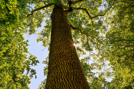 sunlight through leaves in a tall ashの写真素材