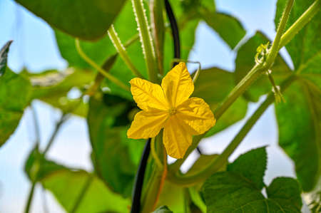 cucumber plant with yellow flower in greenhouseの写真素材