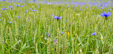 cornflowers in a farmers field with wheateの写真素材