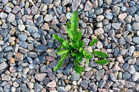 unwanted weed growing green in gravel path Kumla Sweden july 2021の写真素材