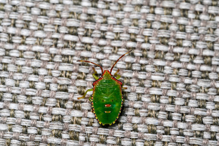 closeup of green stink bug on sofa indoors