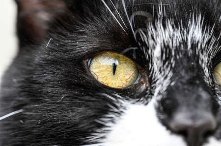 closeup of a cat eye an snoutの写真素材