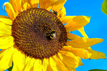 bright yellow sunflower and bumblebee collect pollenの写真素材