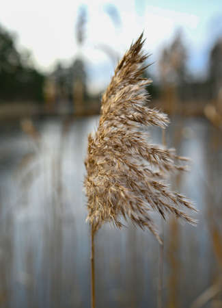 close to top of a brown reed in novemberの写真素材