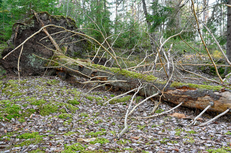 root trap after hard weather in forest