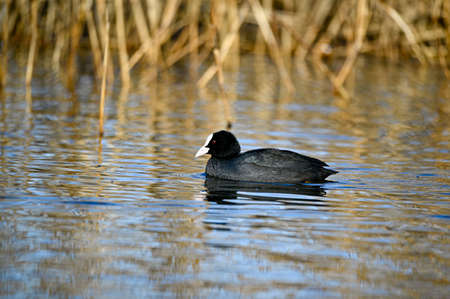 one lonely coot swimming around in little pondの写真素材