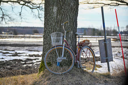 bicycle leaning against an old tree near roadの写真素材