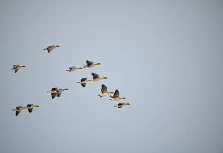 several bean goose flying in formation over Swedenの写真素材