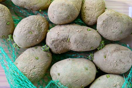 pre cultivating potatoes indoors before outdoor plantingの写真素材
