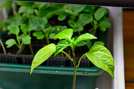 pre cultivating plants indoors in april Swedenの写真素材