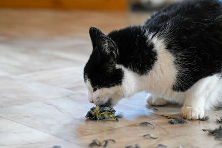 Domestic cat eating small bird on plastic floor indoorsの写真素材