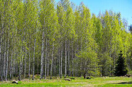 green field and light green young birch forest