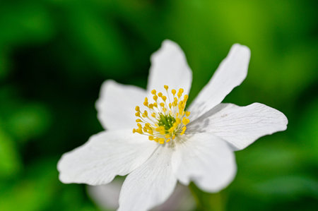 closeup and focus on white wood anemone in forest