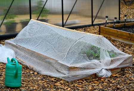 kabage net covering cultivating box with cabage inside