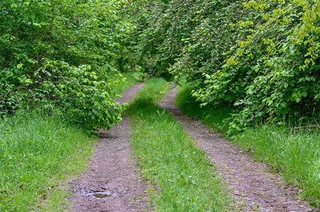 narrow road through green forest in springtime