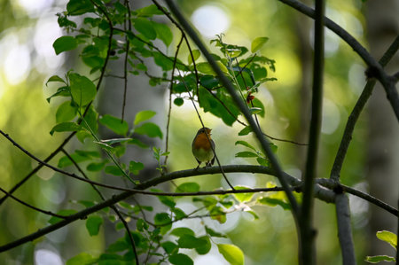 little red robin bird sitting on branch in dark forest