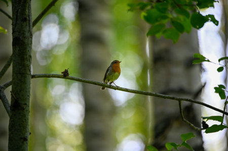 little red robin bird sitting on branch in dark forest