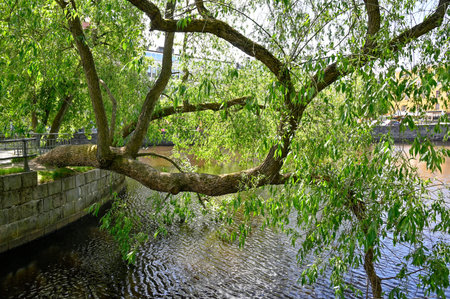 Big tree branch hanging over river in Orebro Sweden