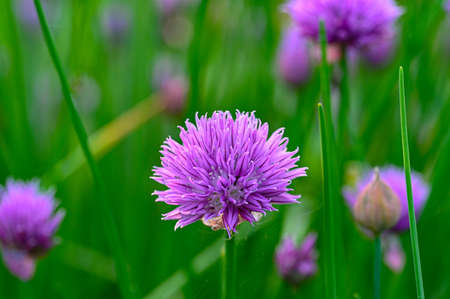 close up on purple chive flowers in gardenの写真素材