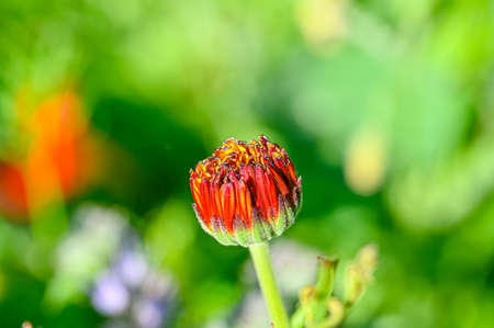 colorful flowers on a meadow in Swedenの写真素材