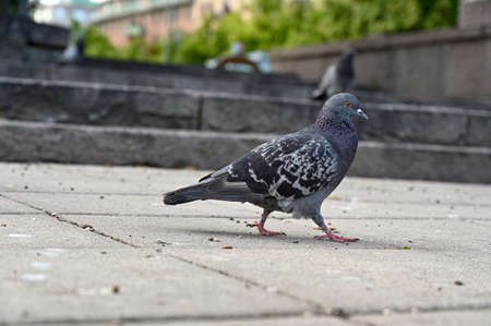 Dove taking a walk in the center of Orebro Swedenの写真素材