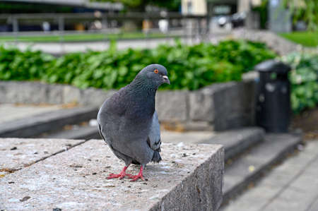 Dove standing looking curiously after food on stairsの写真素材