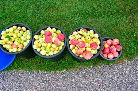 Windfall apple in buckets standing in gardenの写真素材