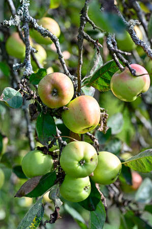 apples hanging in apple tree in garden Kumla Swedenの写真素材