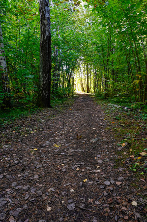 green forest with nice path straight throughの写真素材