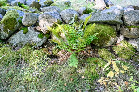 old stone wall with green moss and grassの写真素材