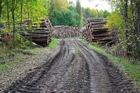 timber stacked beside muddy forest road in septemberの写真素材