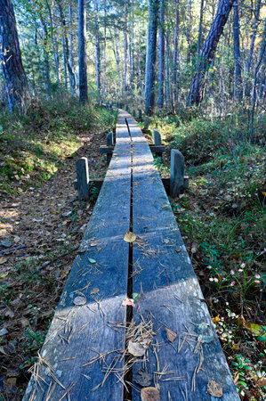 Duck-board on walk path in Swedish forestの写真素材