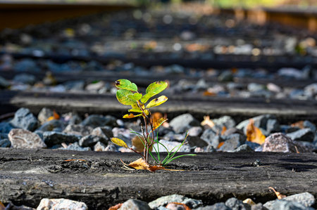 small plant growing on sleeper on railway bankの写真素材