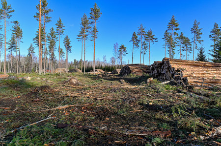 cutting area with stacked timber in Sweden