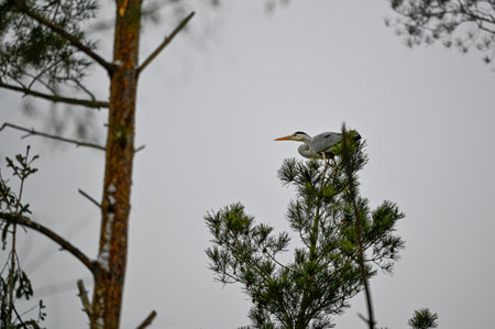 Grey heron high up in tree Kumla Swedenの写真素材