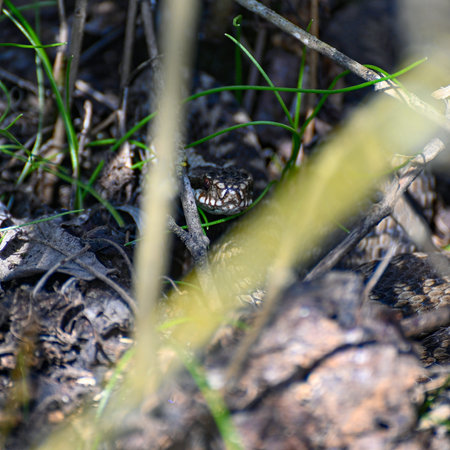 Common european adder viper with zigzag pattern