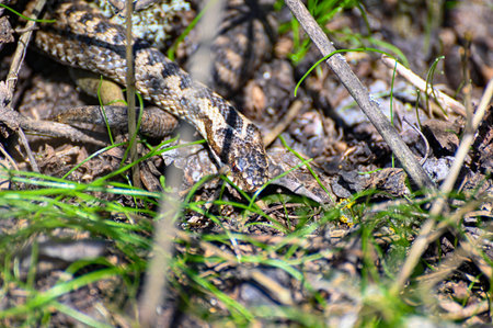 Common european adder viper with zigzag pattern