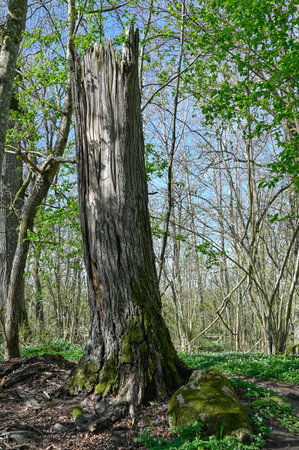 Old dead tree still standing for birds and insectsの写真素材