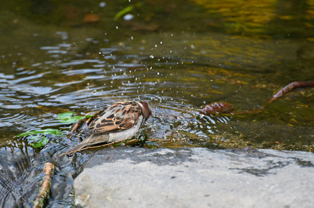 Small house sparrow drinking and taking a bathの写真素材