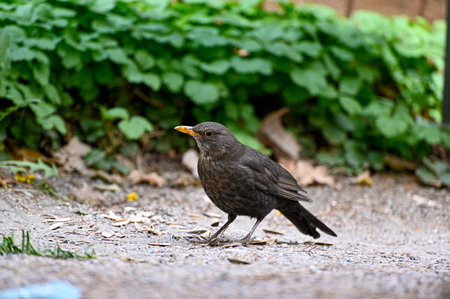 One blackbird in Orebro city park Orebro Swedenの写真素材