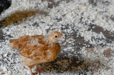 Young chickens called Hedemora chickens in Kumla Swedenの写真素材