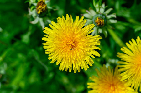 closeup of yellow dandelion with little fly