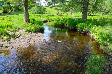 Small narrow stream of water through nature reserve